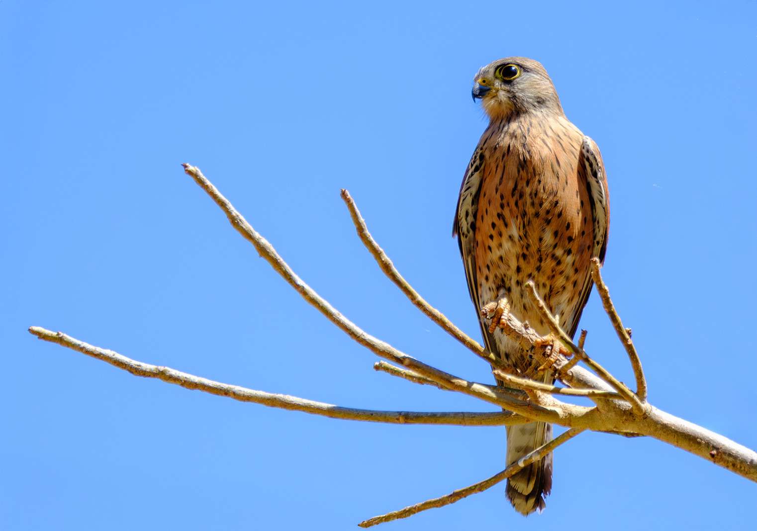 image Madagascar Kestrel